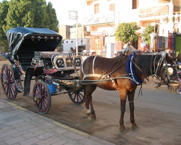 Horse-Drawn Carriage Cultural City Tour